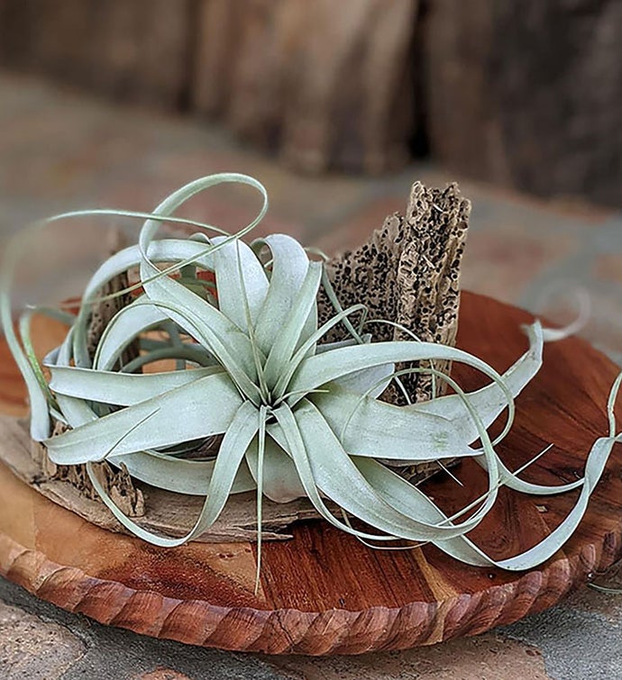 Extra Large Air Plant With Handcrafted Driftwood Display | Housewarming Gift